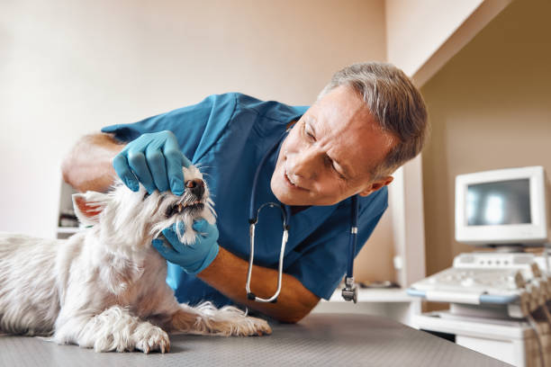 Best Dental Emergency Near Me  in Elwood, KS